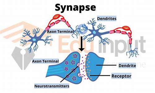 synapse源码