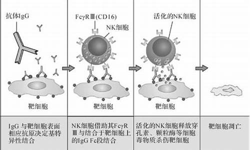 免疫源码是什么意思_免疫原是什么