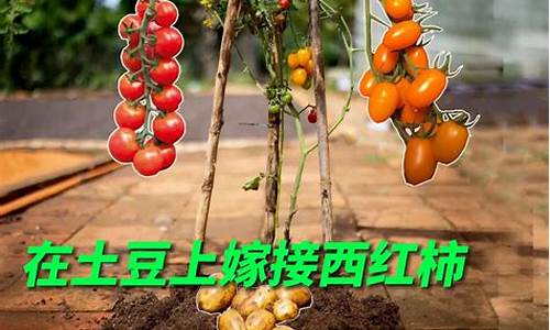 土豆番茄源码_番茄土豆app定制