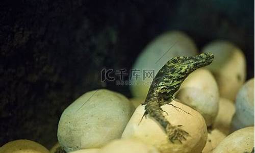 鳄鱼宝宝源码_鳄鱼宝宝游戏